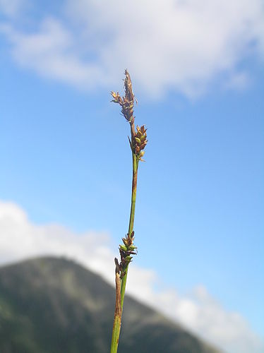 Carex vaginata